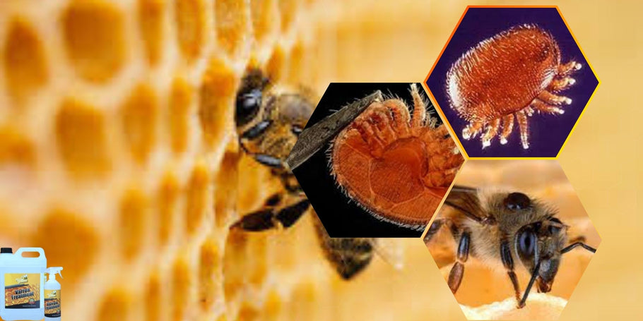 Como proteger suas abelhas contra os ácaros varroa?
