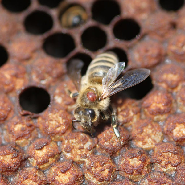 Vamos salvar as abelhas: tudo o que você precisa saber sobre Varroa e seus perigos