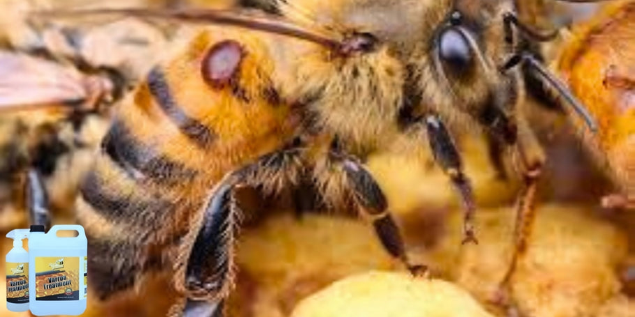 Inovação na proteção das abelhas: o produto anti-Varroa revolucionário