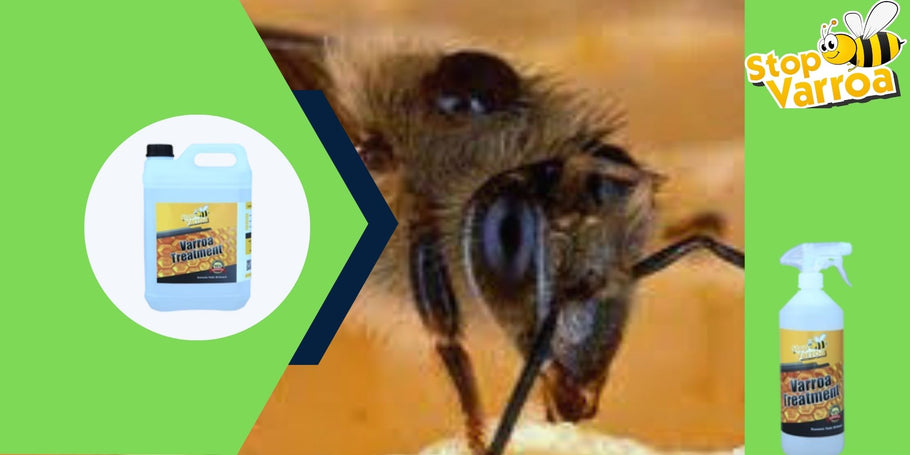 Revolução Anti-Varroa: A solução que salvará suas abelhas