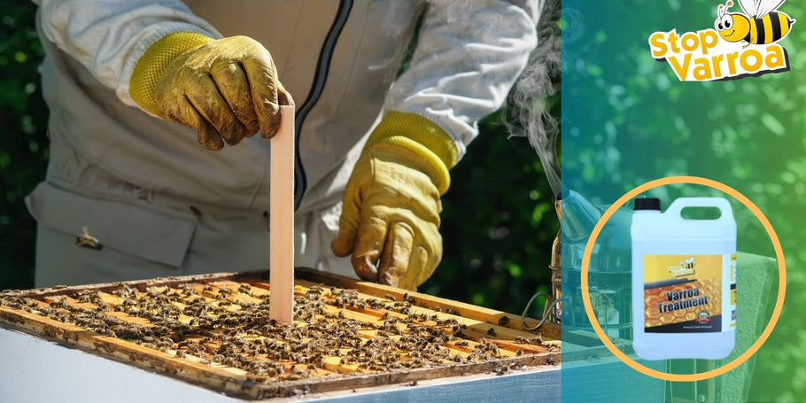 Tratamento da varroa: Quando deve agir para salvar as suas abelhas?