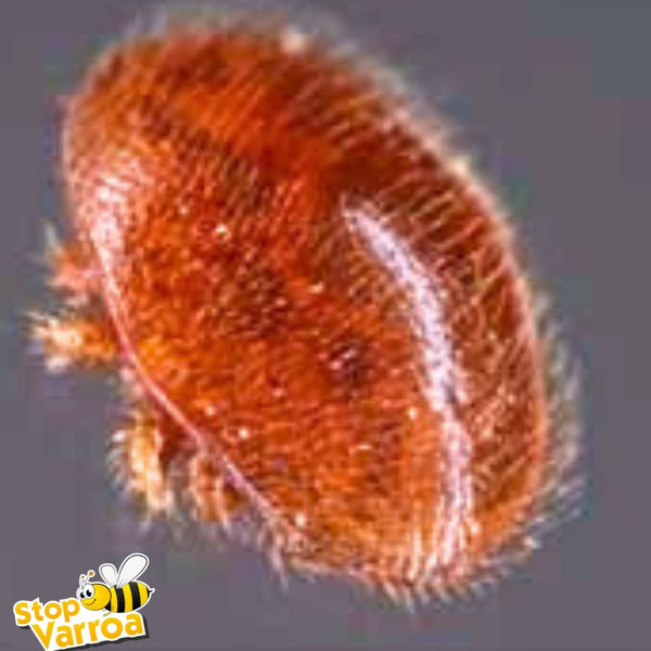 Como Varroa mata abelhas