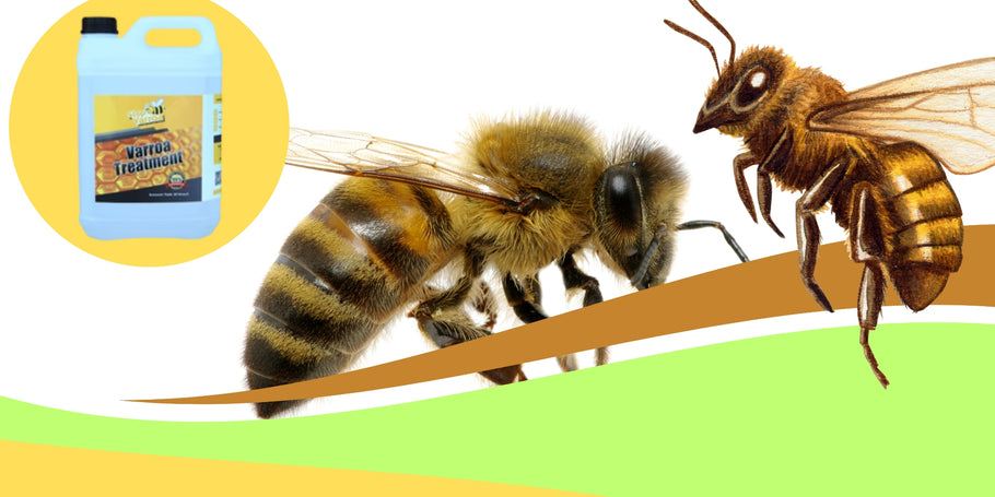Ácaros Varroa: Proteja as suas abelhas!