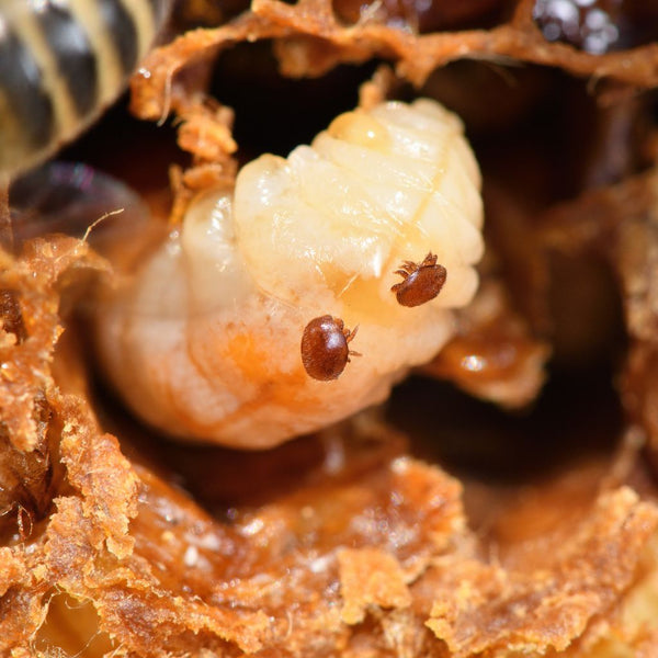 Varroa: Um perigo real para as abelhas, mas ainda não extinto